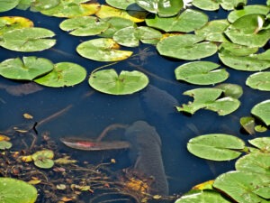 Carp Feading in Lilly Pads